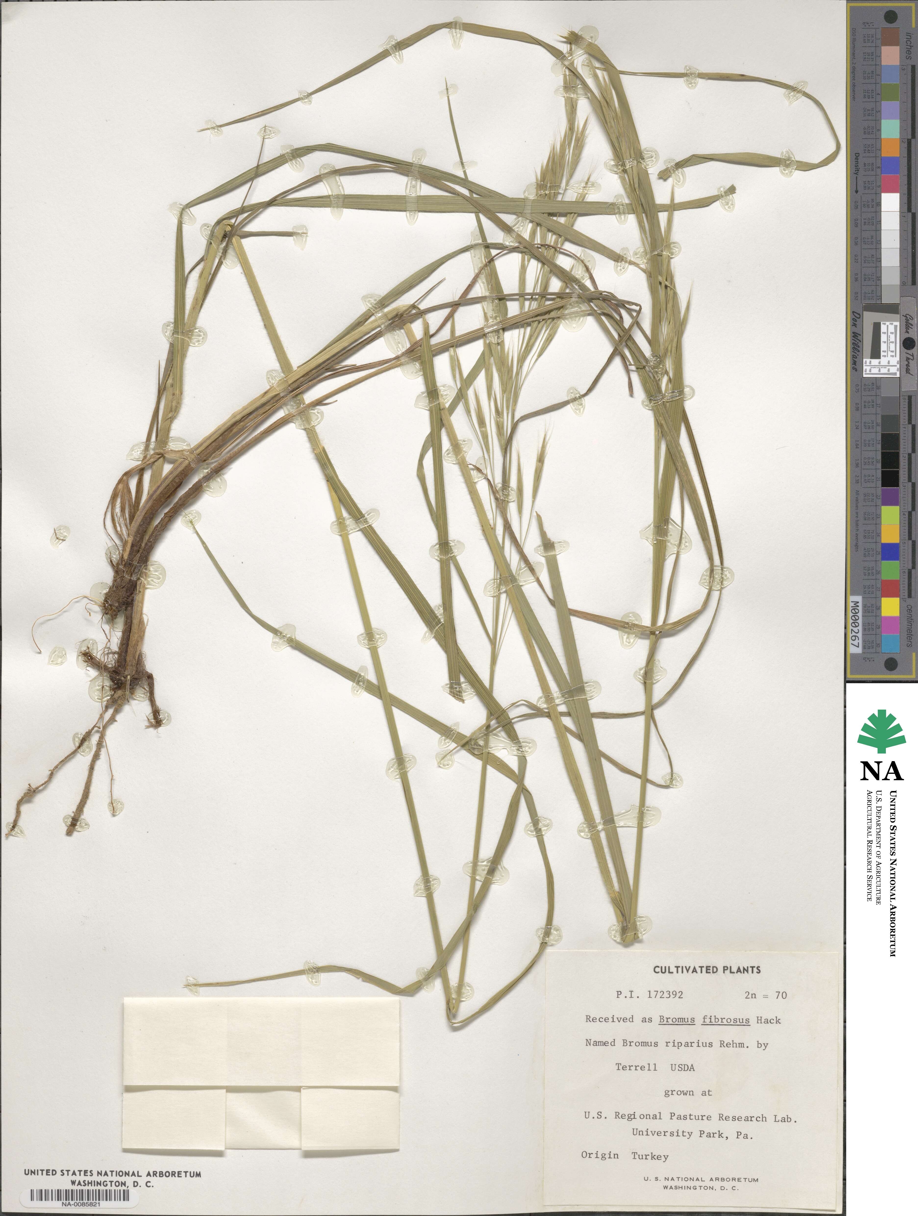 Bromus riparius image