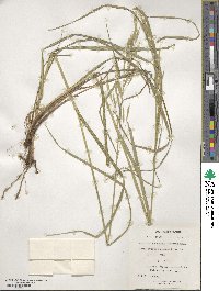 Bromus riparius image