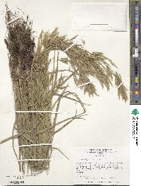 Bromus riparius image