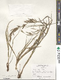 Bromus riparius image