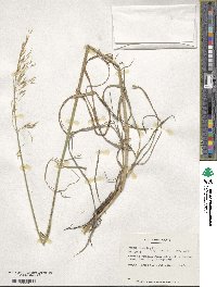 Bromus riparius image