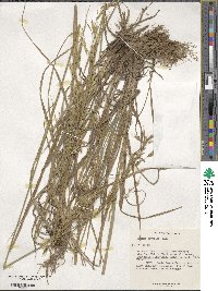 Bromus riparius image