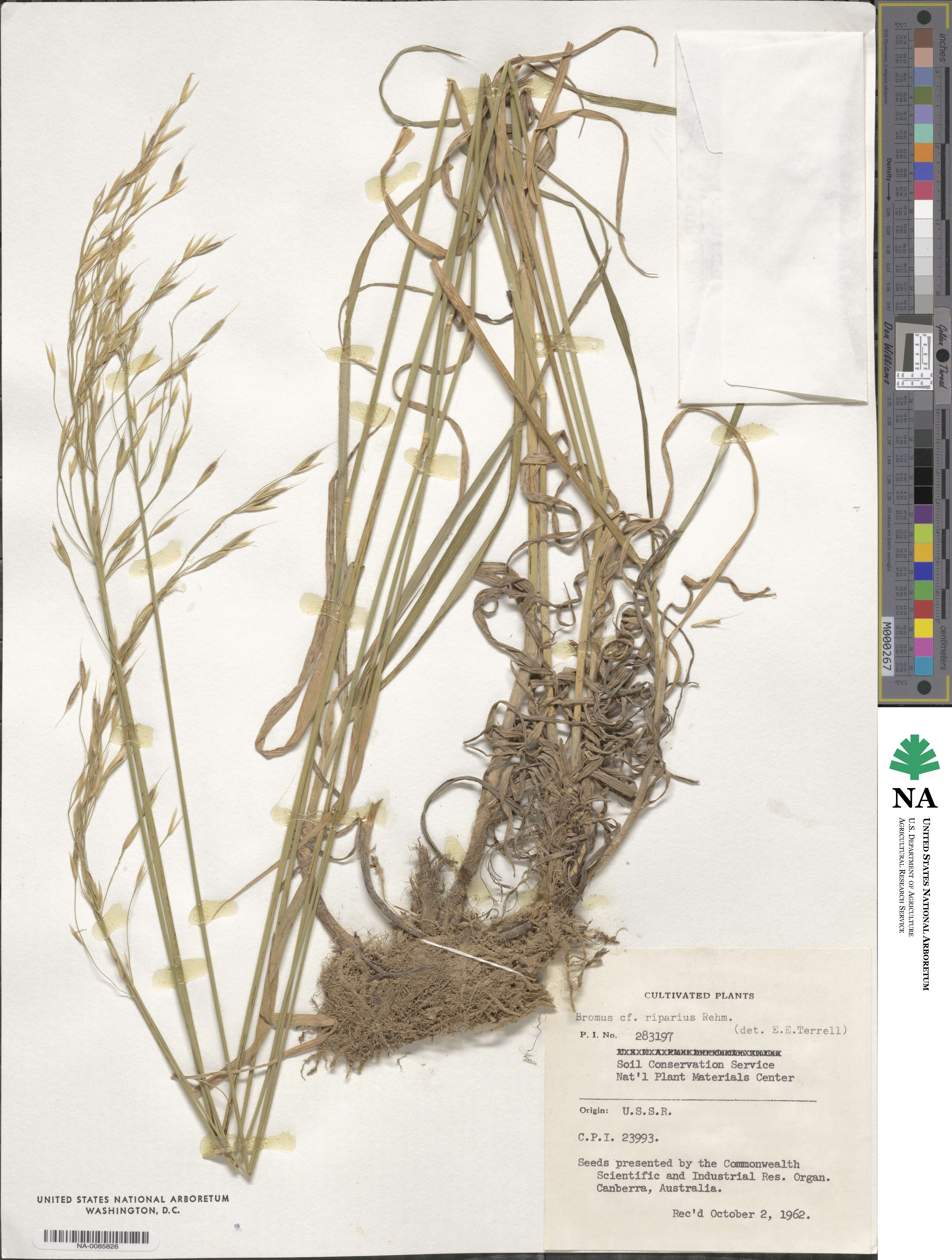 Bromus riparius image