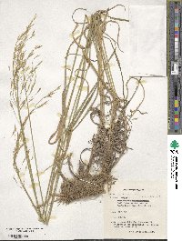 Bromus riparius image