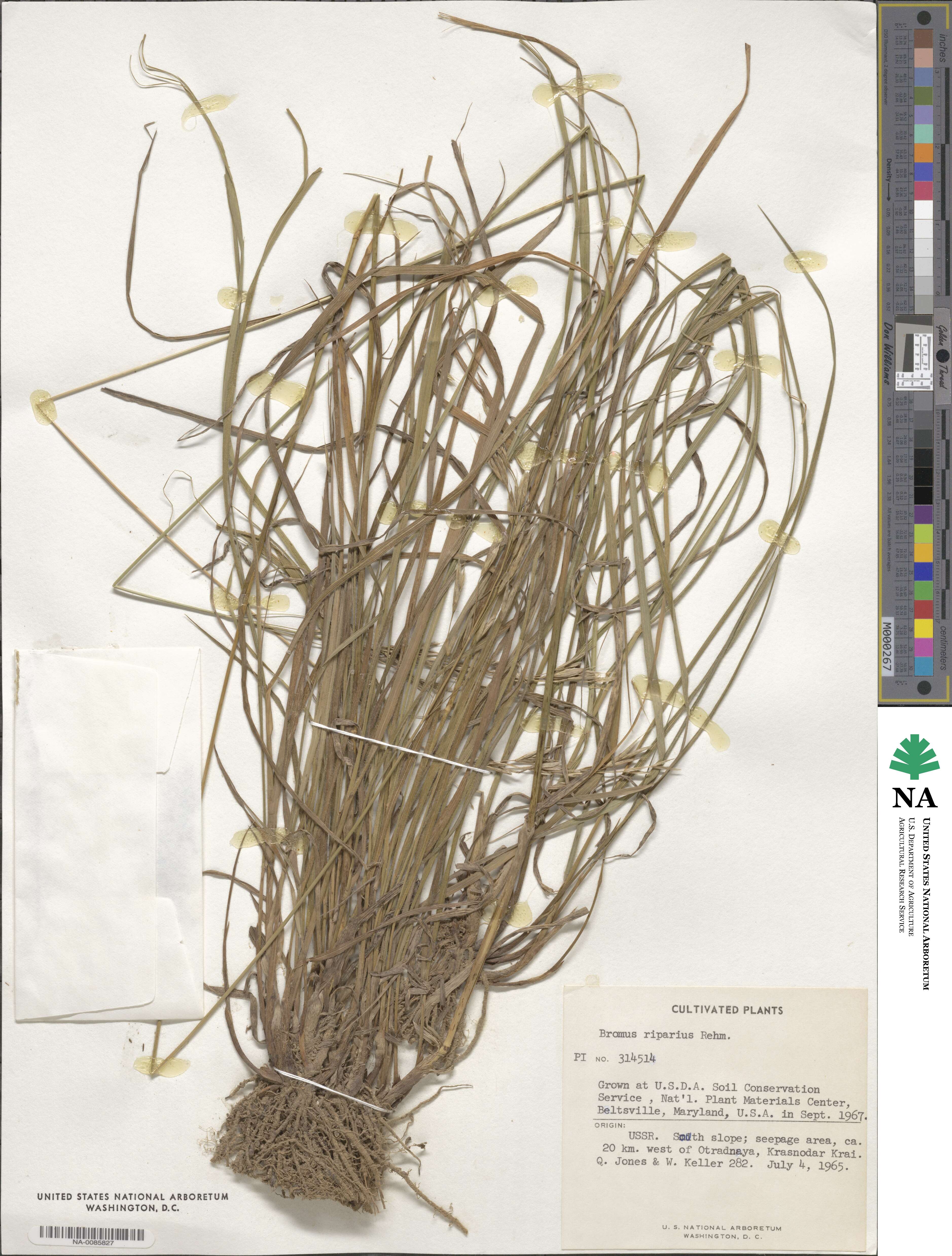 Bromus riparius image