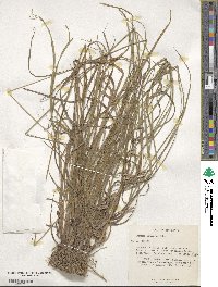 Bromus riparius image