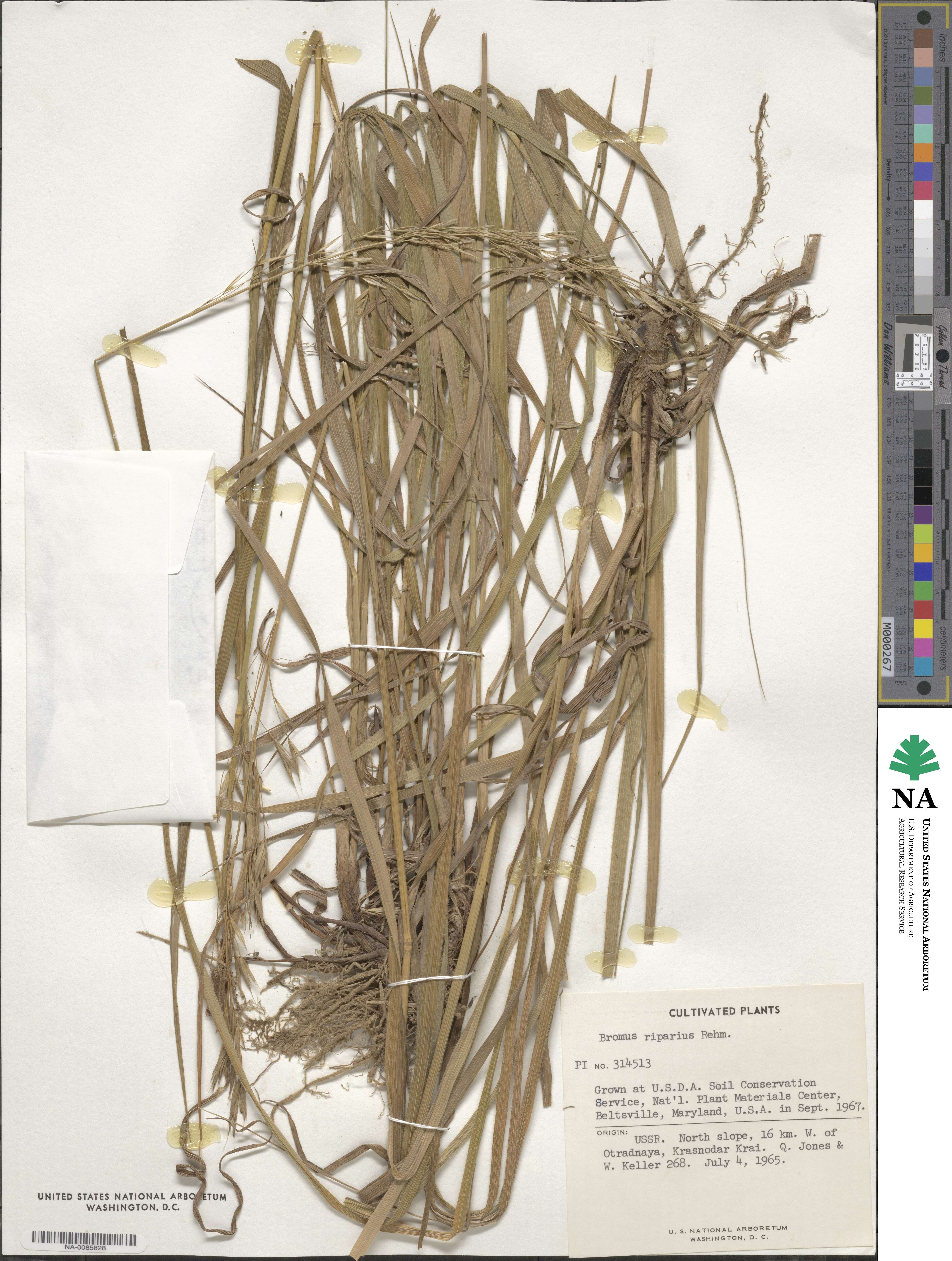 Bromus riparius image