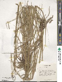 Bromus riparius image