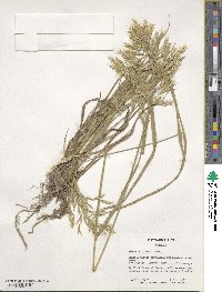 Bromus riparius image