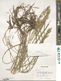 Bromus riparius image