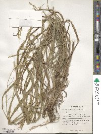 Bromus leptoclados image