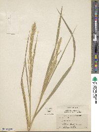 Bromus catharticus image