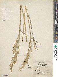 Bromus catharticus var. catharticus image