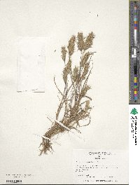 Bromus scoparius image