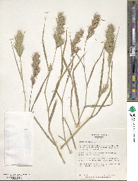 Bromus scoparius image