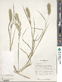 Bromus scoparius image