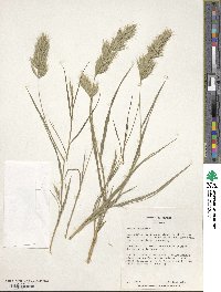 Bromus scoparius image