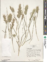 Bromus scoparius image