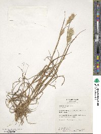 Bromus scoparius image