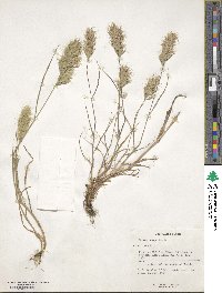 Bromus scoparius image