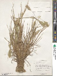 Bromus scoparius image