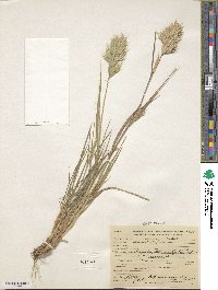 Bromus scoparius image