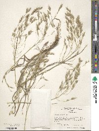 Bromus secalinus image