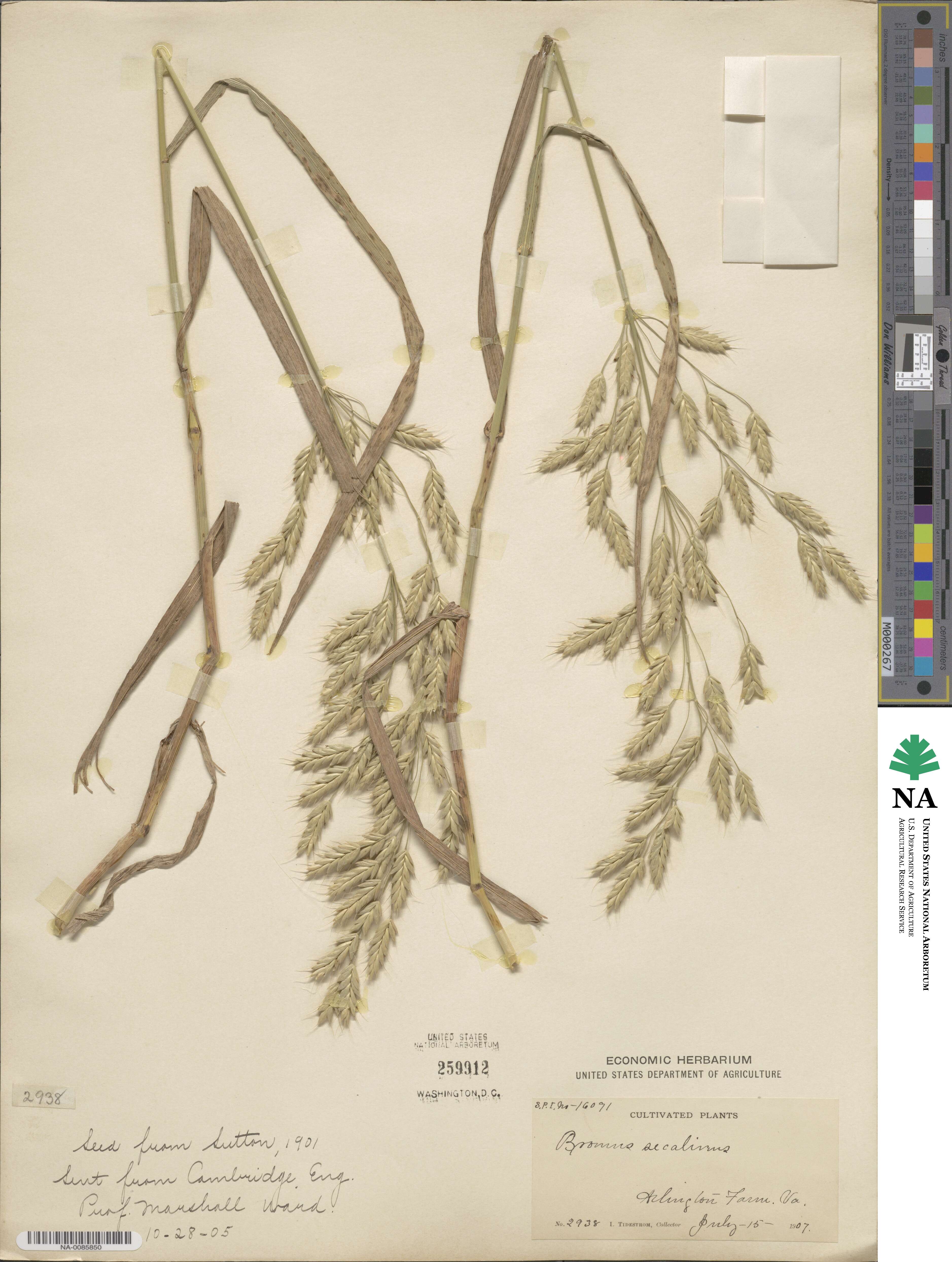 Bromus secalinus image