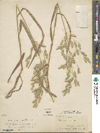 Bromus secalinus image