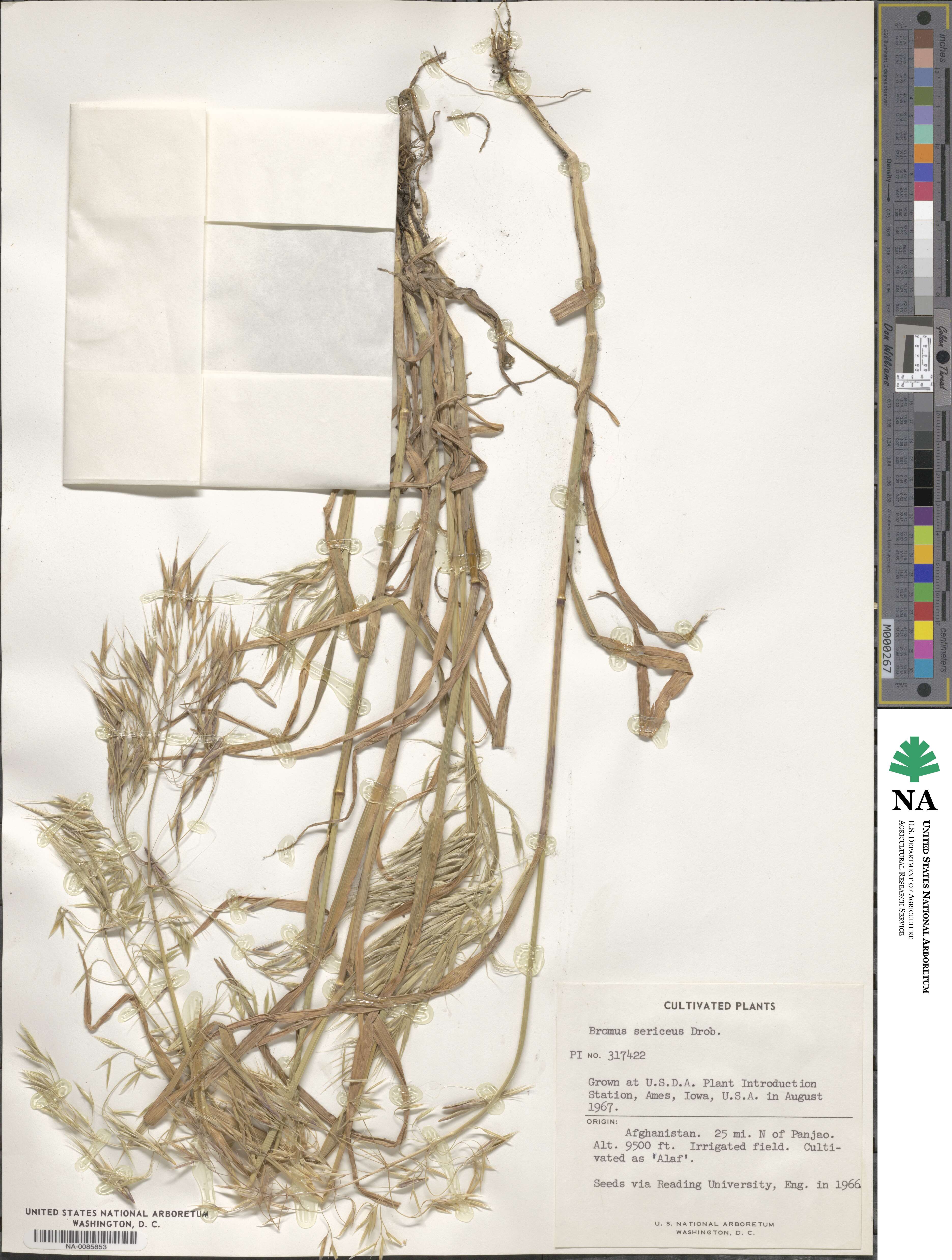 Bromus moeszii image