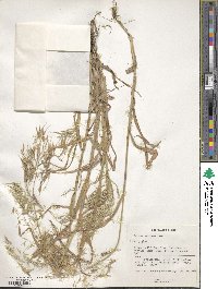 Bromus moeszii image