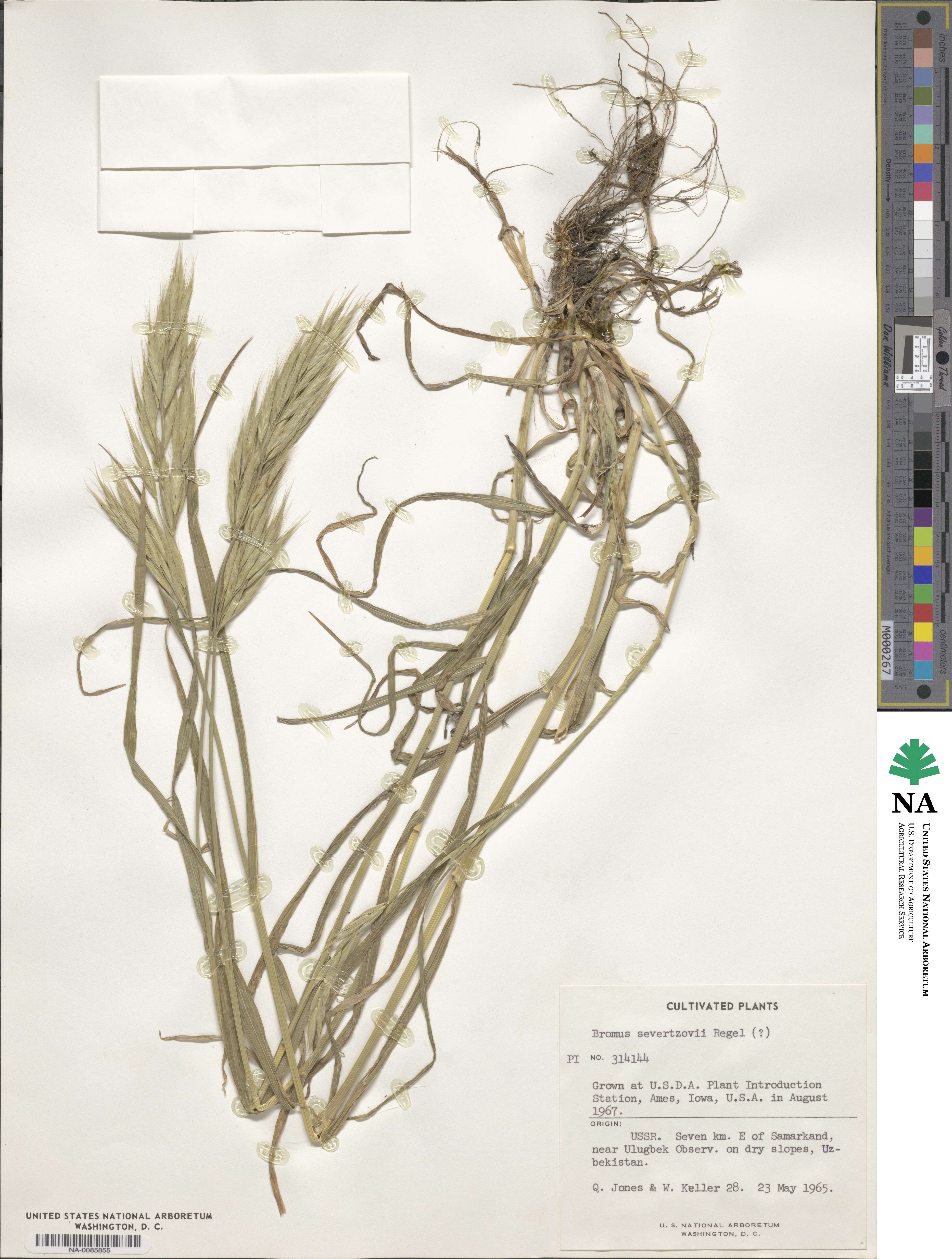 Bromus sewerzowii image