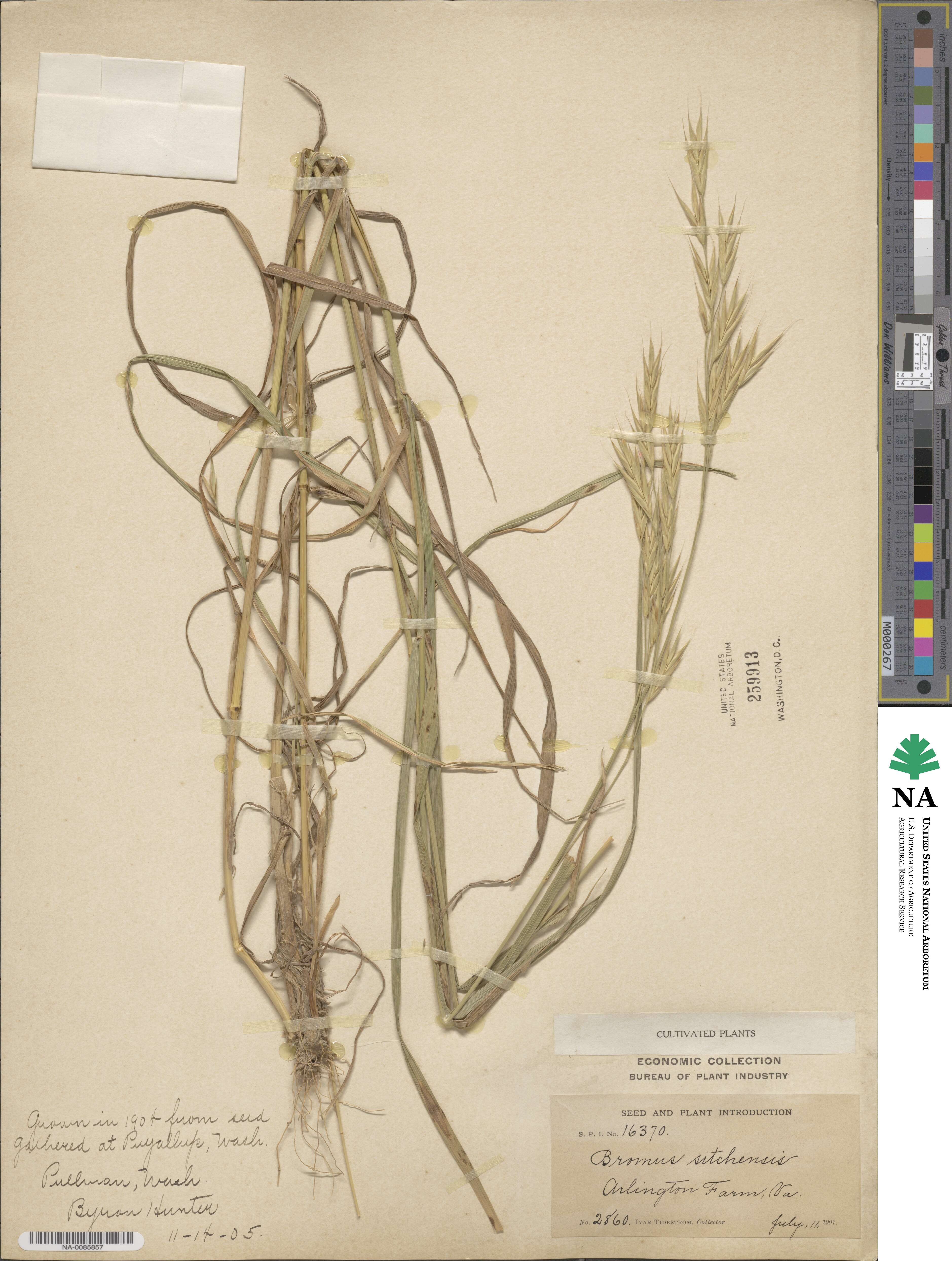 Bromus sitchensis image