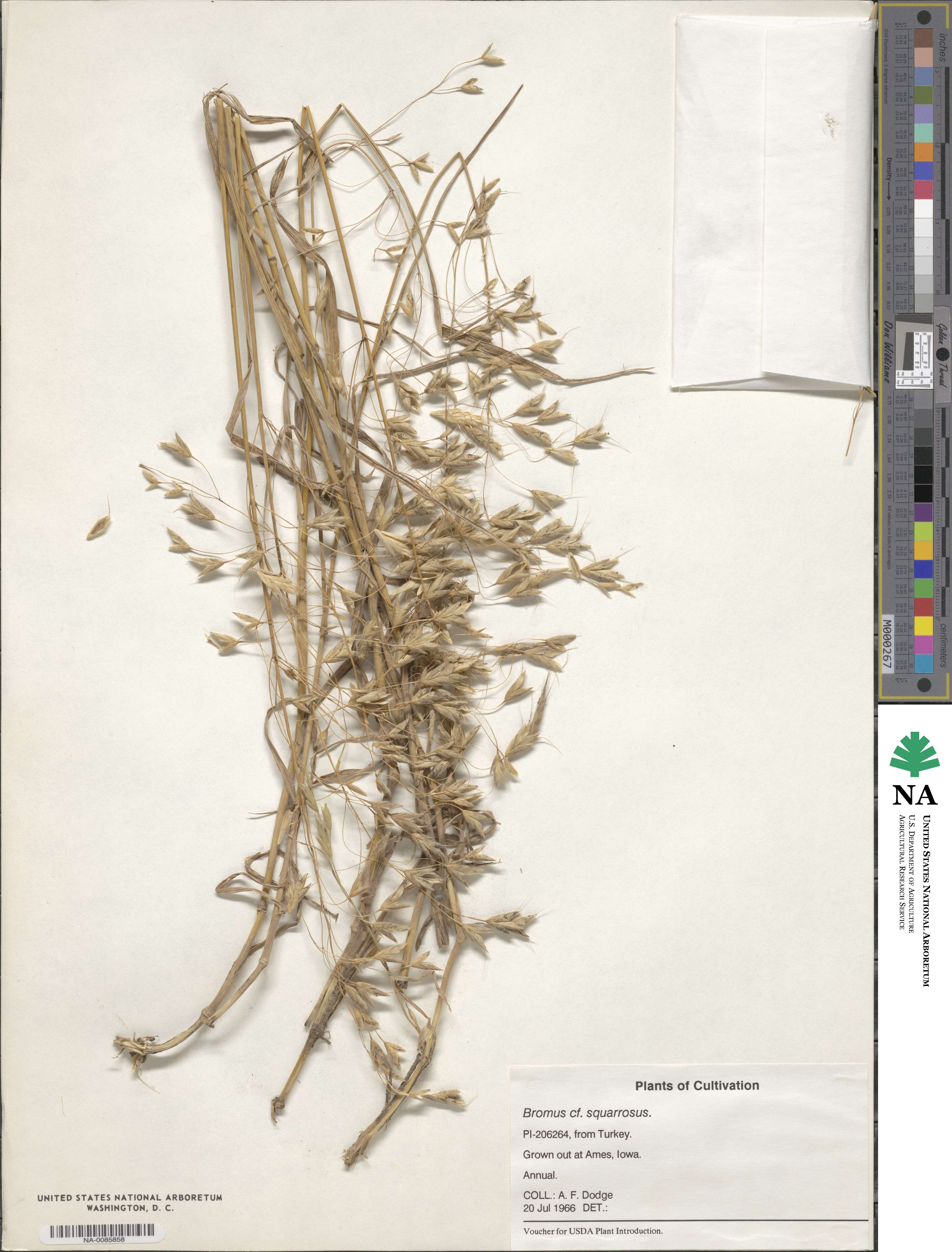 Bromus squarrosus image