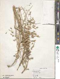 Bromus squarrosus image