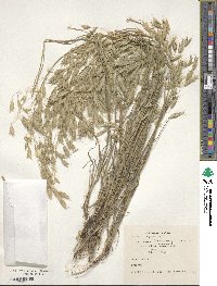 Bromus squarrosus image