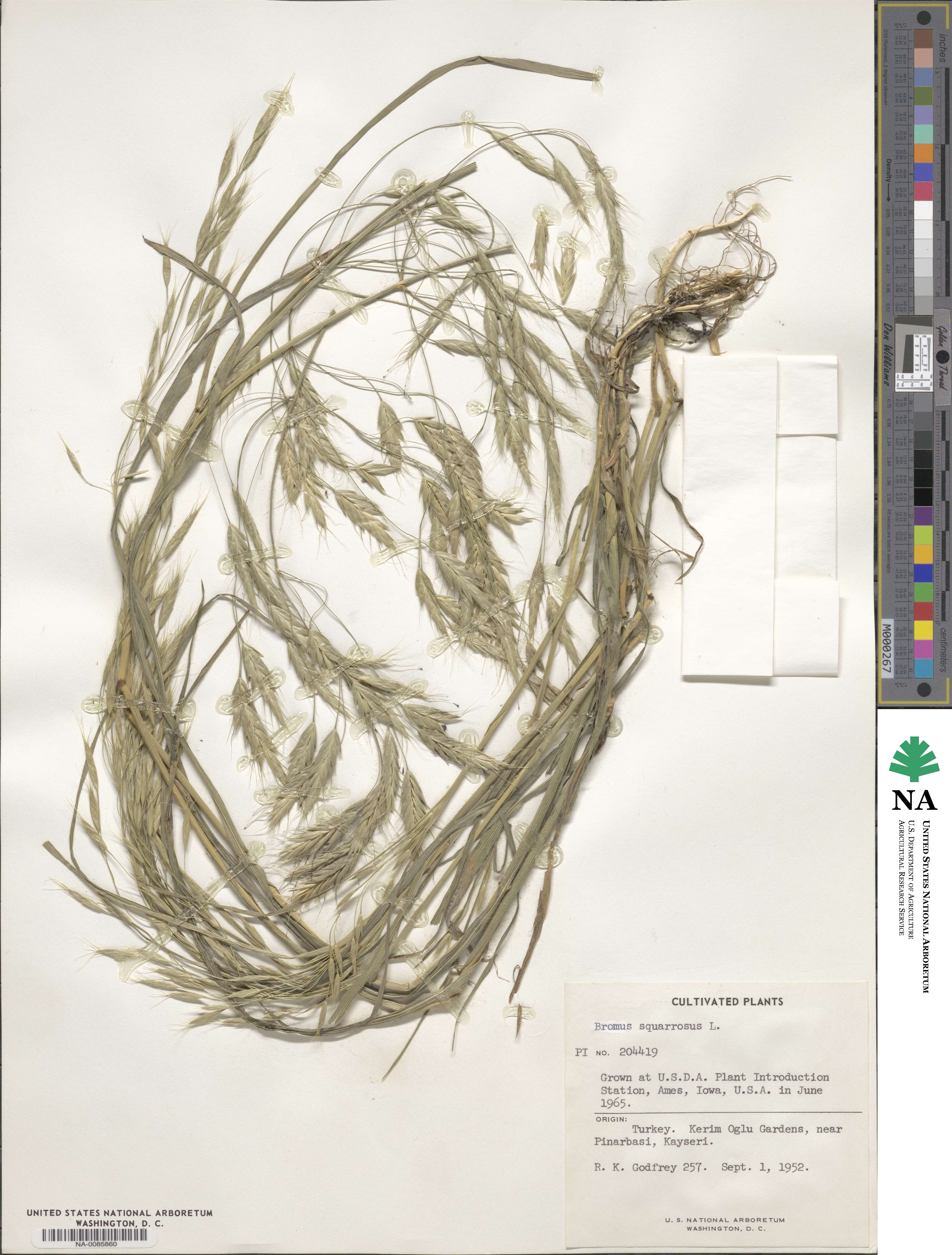 Bromus squarrosus image