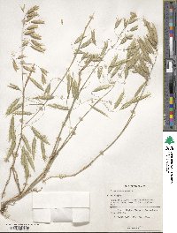 Bromus squarrosus image