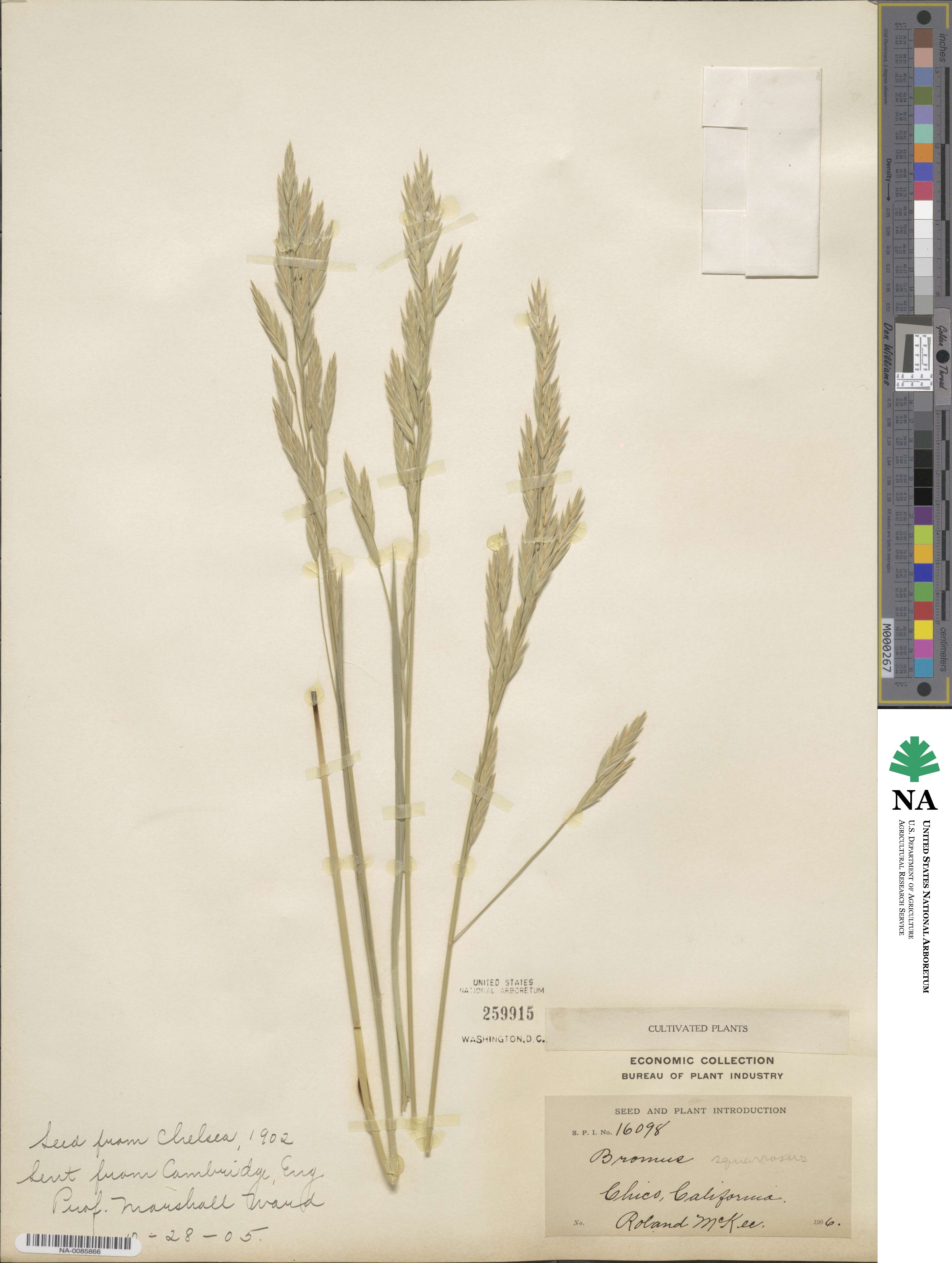 Bromus squarrosus image