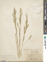 Bromus squarrosus image