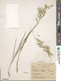 Bromus squarrosus image