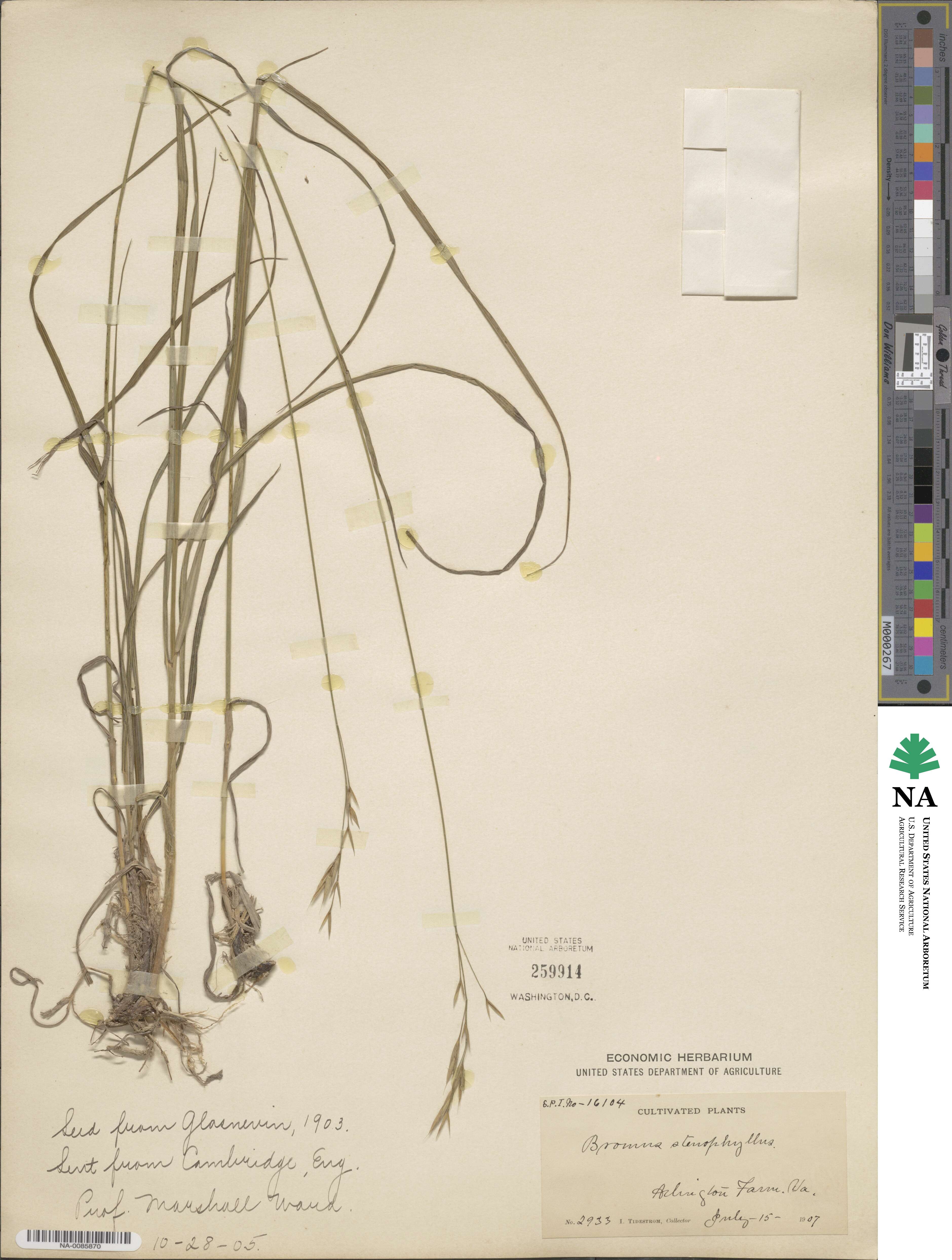 Bromus cebadilla image