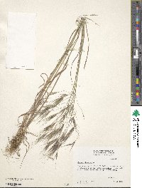 Bromus sterilis image