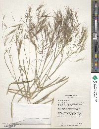 Bromus sterilis image