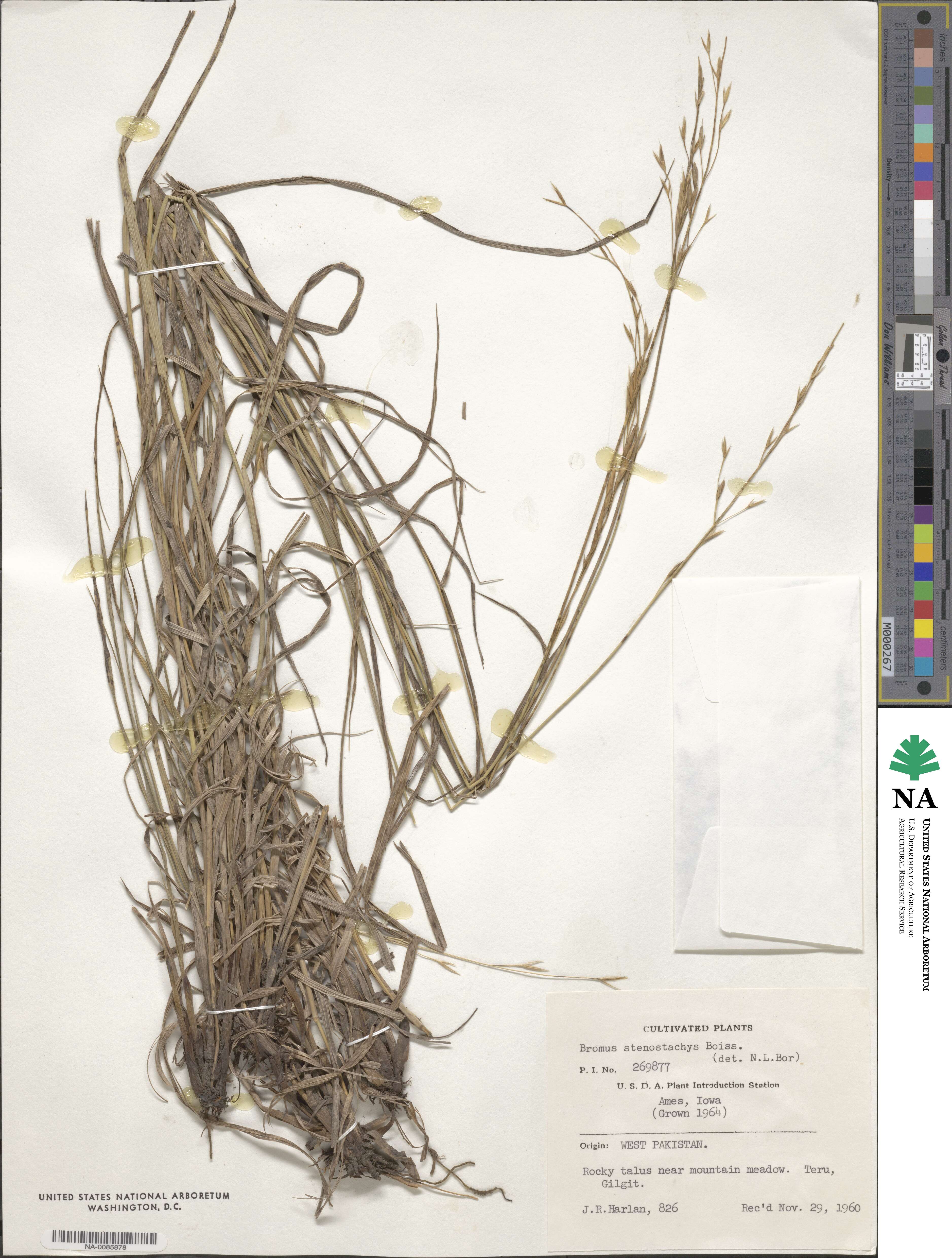 Bromus stenostachyus image