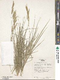 Bromus syriacus image