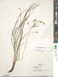 Bromus syriacus image