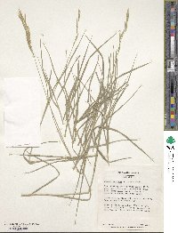 Bromus syriacus image