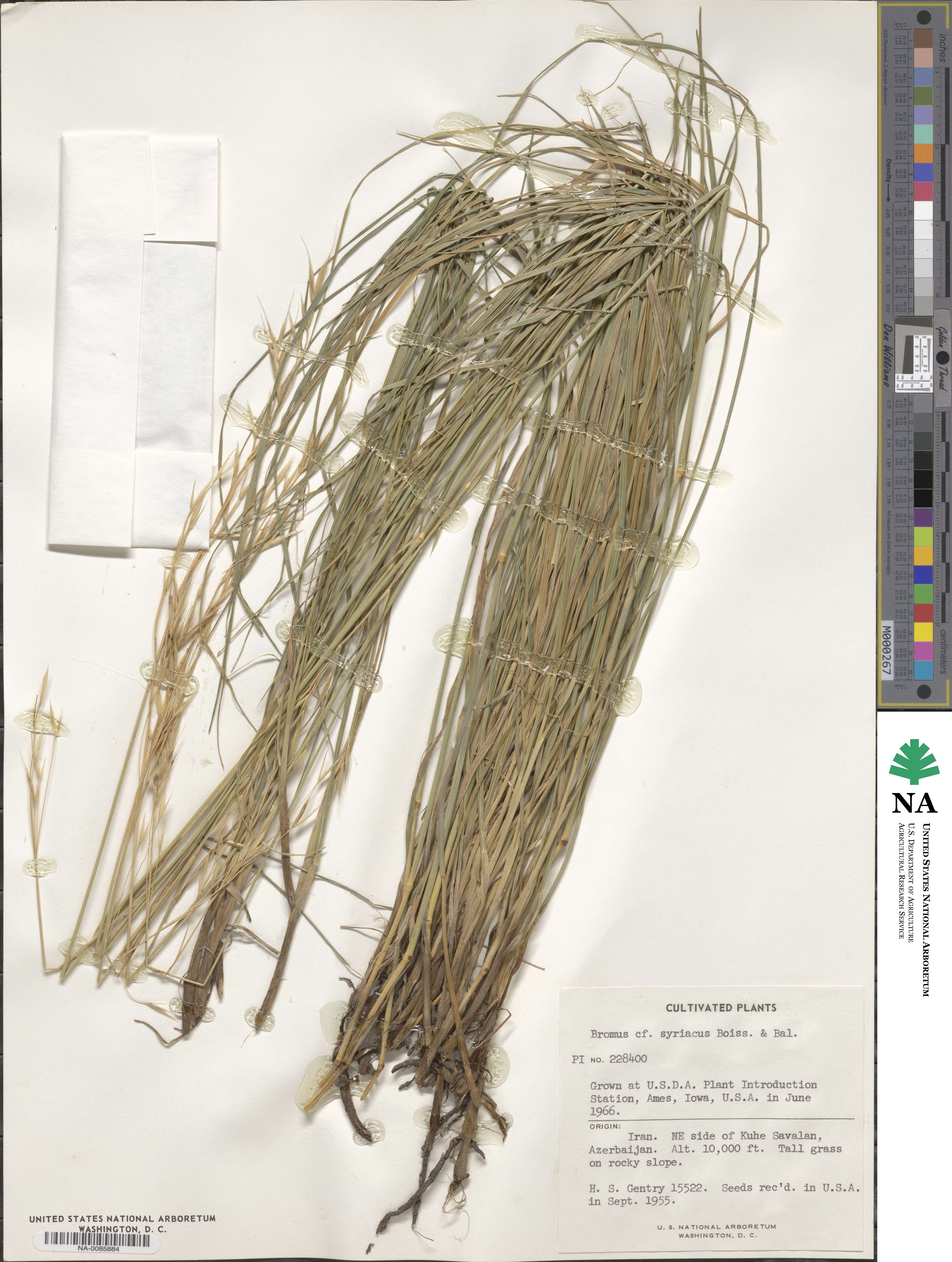 Bromus syriacus image