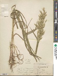 Bromus catharticus image